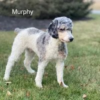 Aspen, a female Poodle - Multi-Colored Standard and Poodle - Standard  for sale in Forrest, IL – 5 of 5