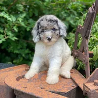 Zoey, a female Poodle - Multi-Colored Standard and Poodle - Standard  for sale in Forrest, IL – 6 of 10