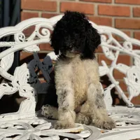 Aurora, a female Poodle - Standard  for sale in Forrest, IL – 2 of 5