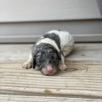 Storm, a male Poodle - Multi-Colored Standard and Poodle - Standard  for sale in Forrest, IL – 1 of 4