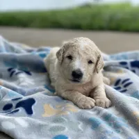 Luna, a female Poodle - Multi-Colored Standard for sale in Forrest, IL – 4 of 10