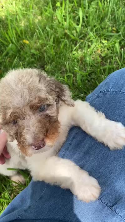 Snickers, a female Poodle - Multi-Colored Standard and Poodle - Standard  for sale in Forrest, IL – 6 of 7