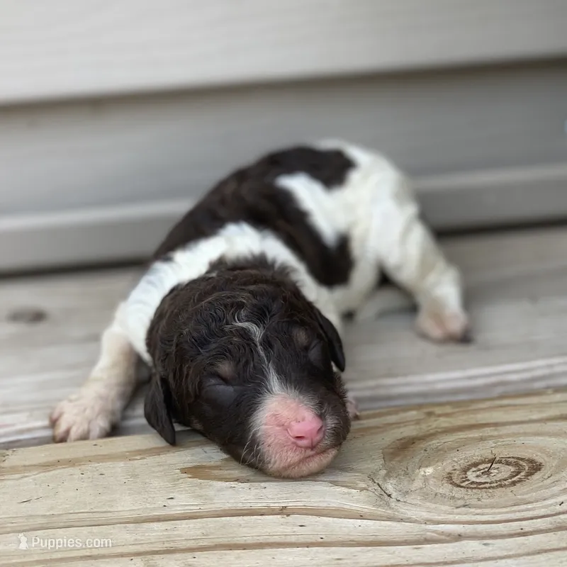 Milo – Poodle - Multi-Colored Standard, Poodle - Standard  puppy for sale in Forrest, IL