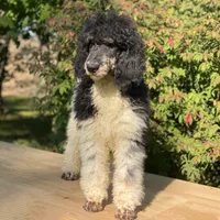 Trixy, a female Poodle - Standard  for sale in Forrest, IL – 6 of 7