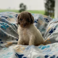 Maple, a female Poodle - Multi-Colored Standard and Poodle - Standard  for sale in Forrest, IL – 2 of 8