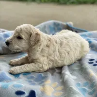 Luna, a female Poodle - Multi-Colored Standard for sale in Forrest, IL – 8 of 10