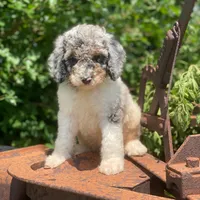 Storm, a male Poodle - Multi-Colored Standard for sale in Forrest, IL – 3 of 10