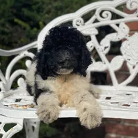 Cosmo, a male Poodle - Standard  for sale in Forrest, IL – 3 of 6