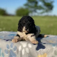 Winnie, a female Poodle - Multi-Colored Standard and Poodle - Standard  for sale in Forrest, IL – 3 of 6