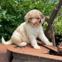 Snickers, a female Poodle - Multi-Colored Standard and Poodle - Standard  for sale in Forrest, IL – 2 of 7