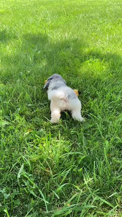 Storm, a male Poodle - Multi-Colored Standard for sale in Forrest, IL – 8 of 10