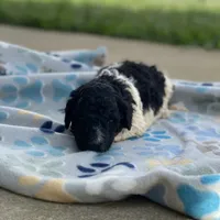 Cosmo, a male Poodle - Standard  for sale in Forrest, IL – 3 of 7