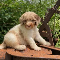 Snickers, a female Poodle - Multi-Colored Standard and Poodle - Standard  for sale in Forrest, IL – 5 of 7