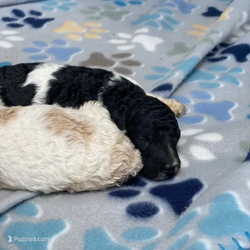 Cosmo – Poodle - Standard  puppy for sale in Forrest, IL