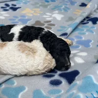 Cosmo, a male Poodle - Standard  for sale in Forrest, IL – 1 of 3