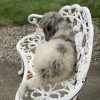 Storm, a male Poodle - Multi-Colored Standard for sale in Forrest, IL – 2 of 7
