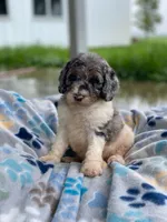 Storm, a male Poodle - Multi-Colored Standard for sale in Forrest, IL – 5 of 5