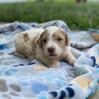 Rover, a male Poodle - Multi-Colored Standard for sale in Forrest, IL – 2 of 5