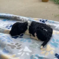 Aurora, a female Poodle - Standard  for sale in Forrest, IL – 2 of 6