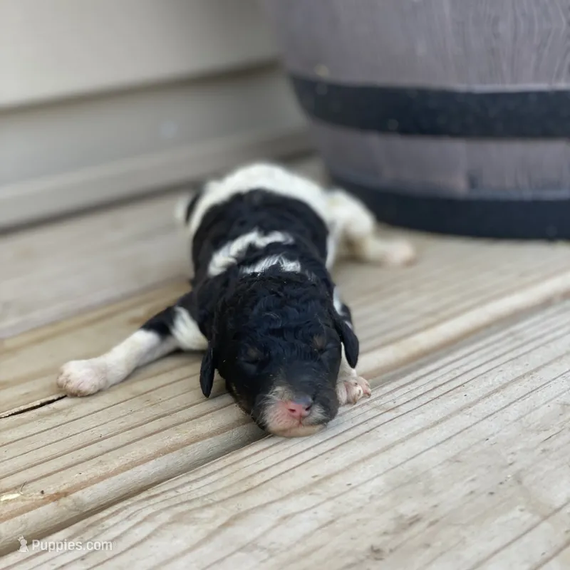 Winnie – Poodle - Multi-Colored Standard, Poodle - Standard  puppy for sale in Forrest, IL