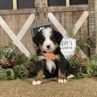 Bernese Mtn Dog Puppies Expected, a  Bernese Mountain Dog for sale in Forrest, IL – 3 of 10