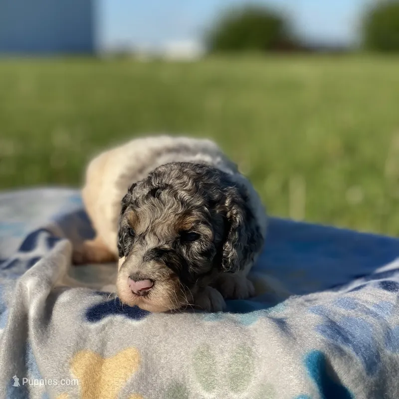 Storm – Poodle - Multi-Colored Standard, Poodle - Standard  puppy for sale in Forrest, IL