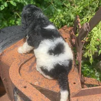 Trixy, a female Poodle - Standard  for sale in Forrest, IL – 5 of 6