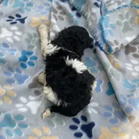 Cosmo, a male Poodle - Standard  for sale in Forrest, IL – 5 of 7