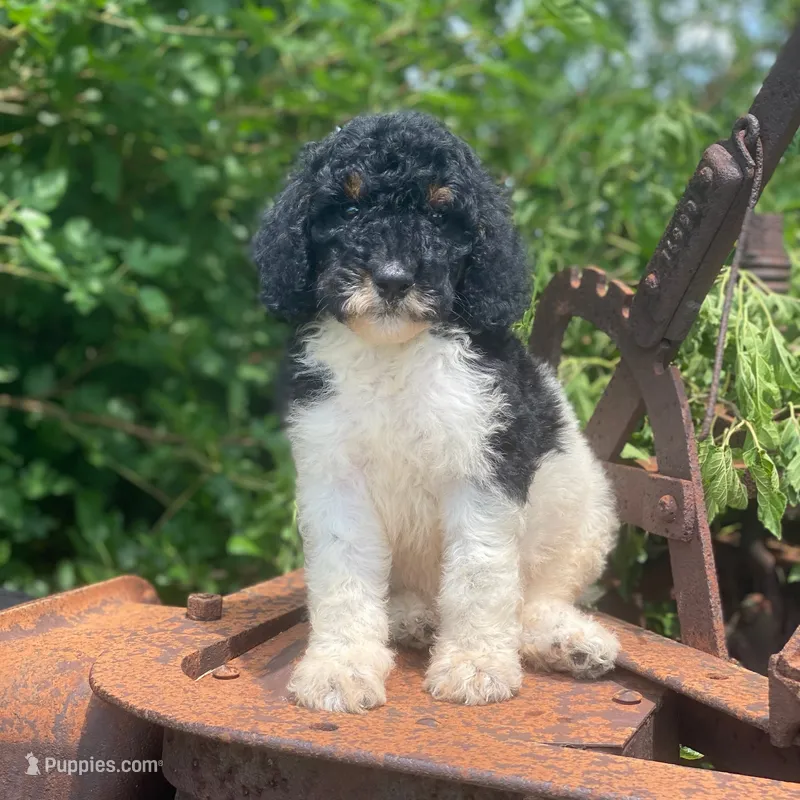 Trixy – Poodle - Standard  puppy for sale in Forrest, IL