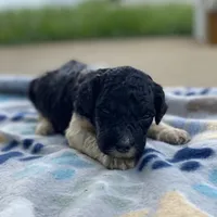 Aurora, a female Poodle - Standard  for sale in Forrest, IL – 4 of 6