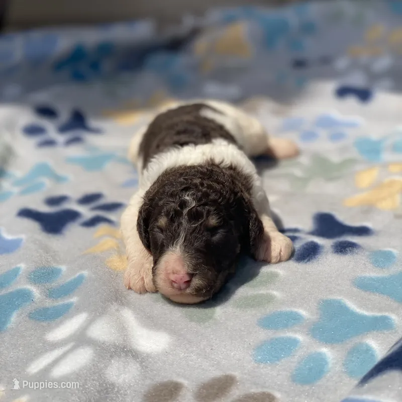 Milo – Poodle - Multi-Colored Standard, Poodle - Standard  puppy for sale in Forrest, IL