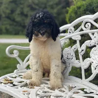 Nova, a female Poodle - Multi-Colored Standard and Poodle - Standard  for sale in Forrest, IL – 3 of 4