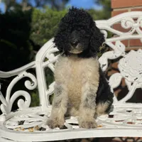 Aurora, a female Poodle - Standard  for sale in Forrest, IL – 5 of 5