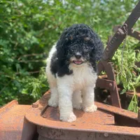 Trixy, a female Poodle - Standard  for sale in Forrest, IL – 4 of 6