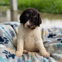 Milo, a male Poodle - Multi-Colored Standard for sale in Forrest, IL – 3 of 4