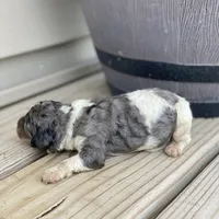 Rocky, a male Poodle - Multi-Colored Standard and Poodle - Standard  for sale in Forrest, IL – 4 of 5