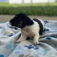 Nova, a female Poodle - Multi-Colored Standard and Poodle - Standard  for sale in Forrest, IL – 5 of 8