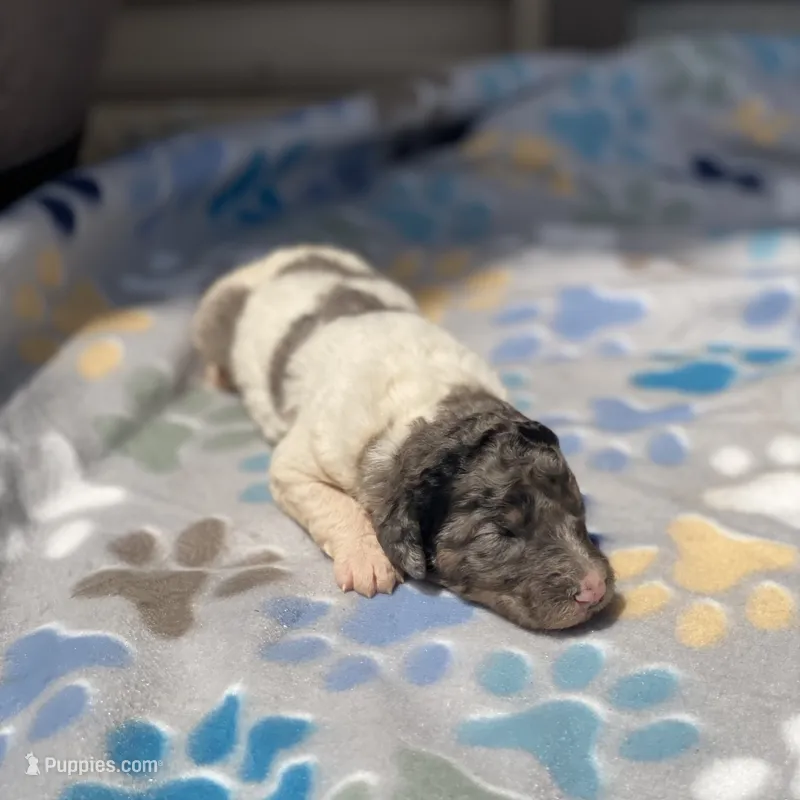 Zoey – Poodle - Multi-Colored Standard, Poodle - Standard  puppy for sale in Forrest, IL