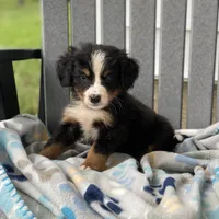 Yellow Boy, a male Bernese Mountain Dog for sale in Forrest, IL – 3 of 5