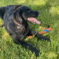 Bella, a female Golden Mountain Dog for sale in Forrest, IL – 6 of 9