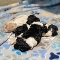 Polaris, a male Poodle - Multi-Colored Standard and Poodle - Standard  for sale in Forrest, IL – 4 of 5