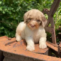 Snickers, a female Poodle - Multi-Colored Standard and Poodle - Standard  for sale in Forrest, IL – 4 of 7