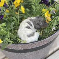 Steel, a male Poodle - Multi-Colored Standard and Poodle - Standard  for sale in Forrest, IL – 3 of 5