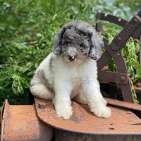 Zoey, a female Poodle - Multi-Colored Standard and Poodle - Standard  for sale in Forrest, IL – 2 of 10