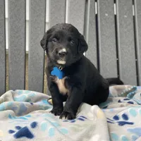 Clover, a female Golden Mountain Dog for sale in Forrest, IL – 3 of 8