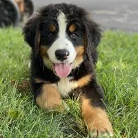 Bernese Mtn Dog Puppies Expected, a  Bernese Mountain Dog for sale in Forrest, IL – 9 of 10