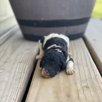 Winnie, a female Poodle - Multi-Colored Standard and Poodle - Standard  for sale in Forrest, IL – 2 of 5