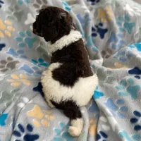 Milo, a male Poodle - Multi-Colored Standard for sale in Forrest, IL – 2 of 4