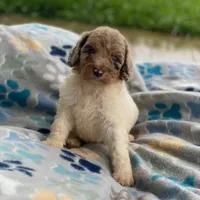 Maple, a female Poodle - Multi-Colored Standard and Poodle - Standard  for sale in Forrest, IL – 3 of 8