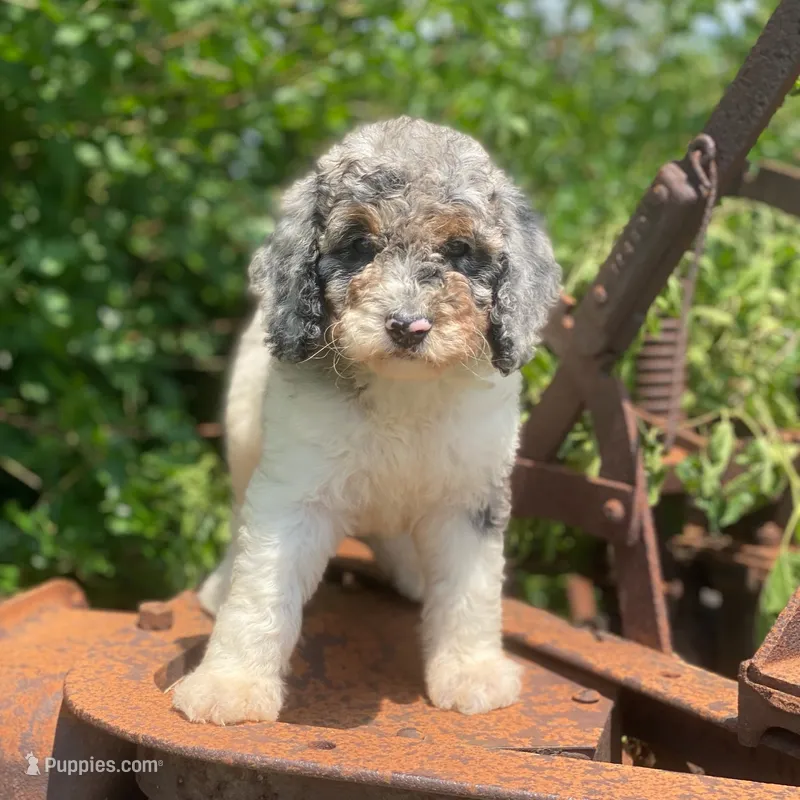 Storm – Poodle - Multi-Colored Standard puppy for sale in Forrest, IL